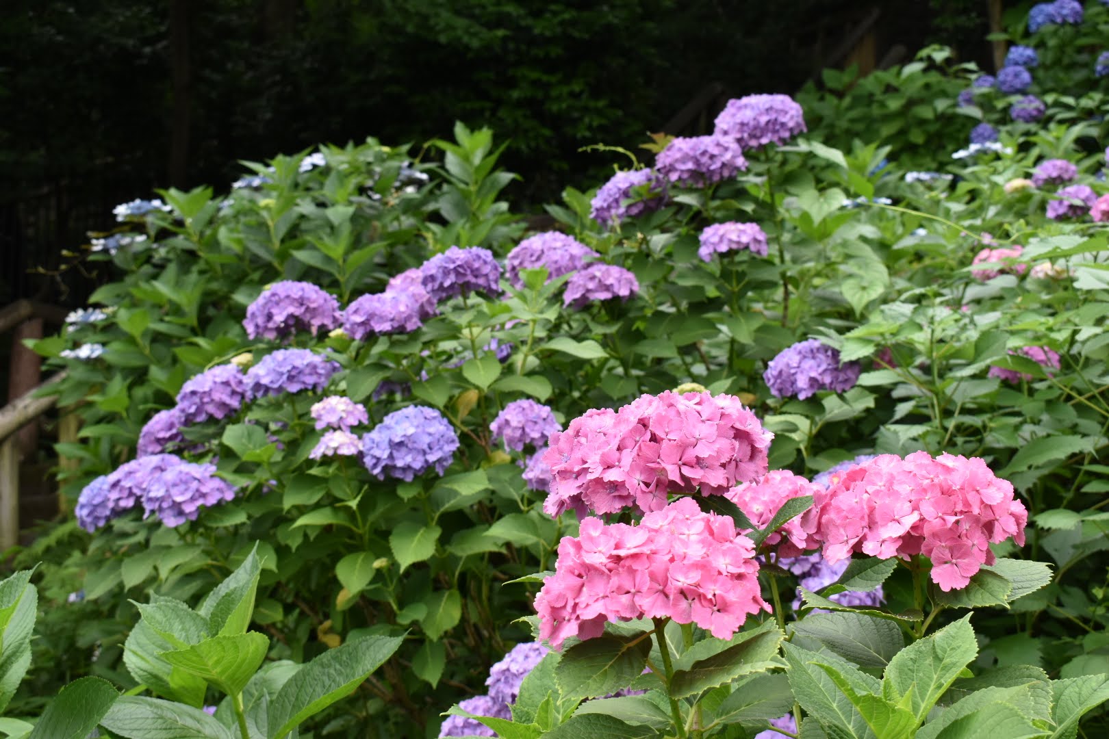 2020】飛鳥山公園の紫陽花はいつ見頃？最新の開花状況＆スポット